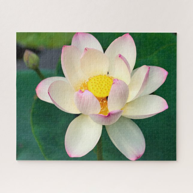 Puzzle Fleurs | Lotus Water Flower (Horizontal)