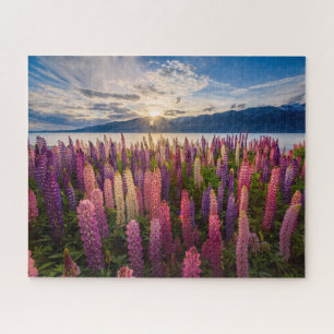 Puzzle Fleurs   Lupines Nouvelle-Zélande