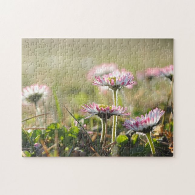 Puzzle Fleurs marguerites Fleur Champ de printemps prairi (Horizontal)