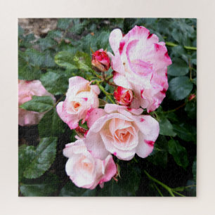 Puzzle Fleurs roses, Roses blanches rouges roses