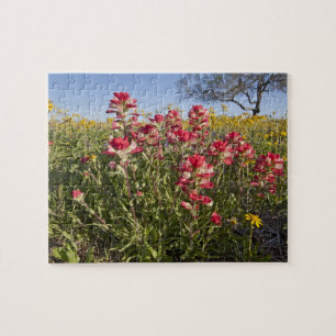 Puzzle Fleurs sauvages de bord de route en Texas, printem