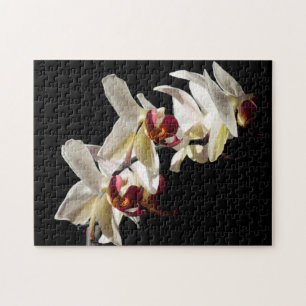 Puzzle Floral Highlights of White Phalaenopsis Orchids