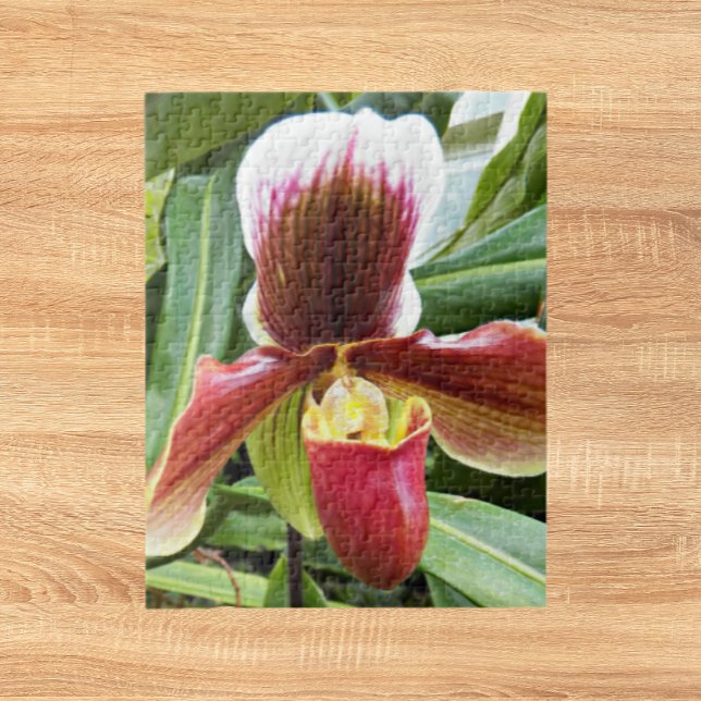 Puzzle Flore de l'orchidée rouge Lady Slipper (In Situ)