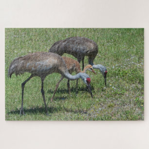 Puzzle Floride Grues Sandhill Marcher Dans Le Terrain Ver