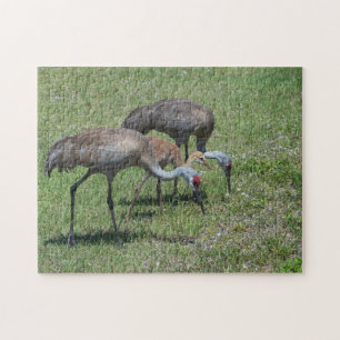 Puzzle Floride Grues Sandhill Marcher Dans Le Terrain Ver