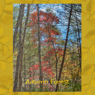 Puzzle Forêt d'automne Paysage Pittoresque Photographie