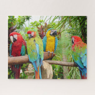 Puzzle Foule de perroquets macaw colorés