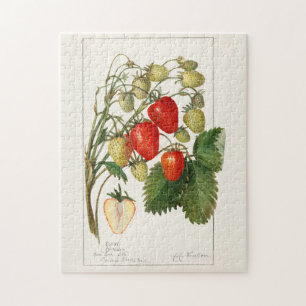 Puzzle Fraises (Fragaria) Aquarelle de fruits Peinture