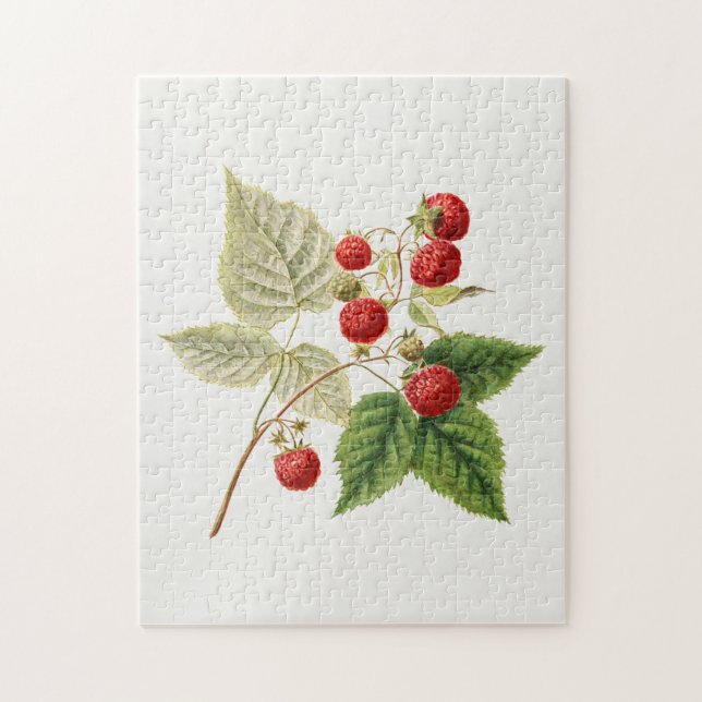 Puzzle Framboises rouges (Rubus Xnégligectus) Peinture au (Vertical)