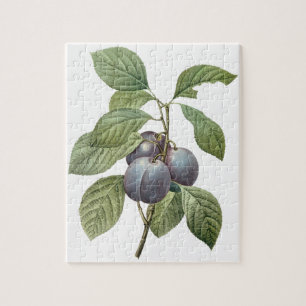 Puzzle Fruit vintage, Plums pourpres de jardin par Redout