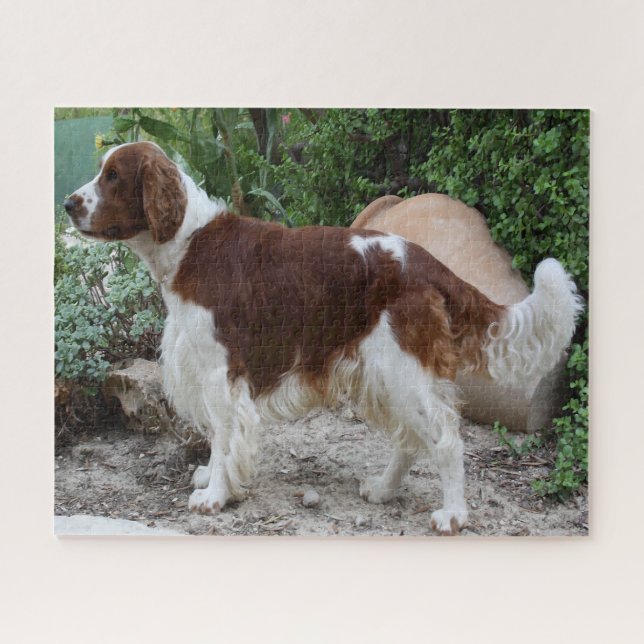 Puzzle Gallois Springer Spaniel Dog Jigsaws. (Horizontal)