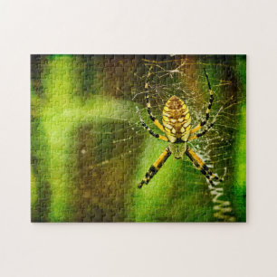 Puzzle Garden Spider