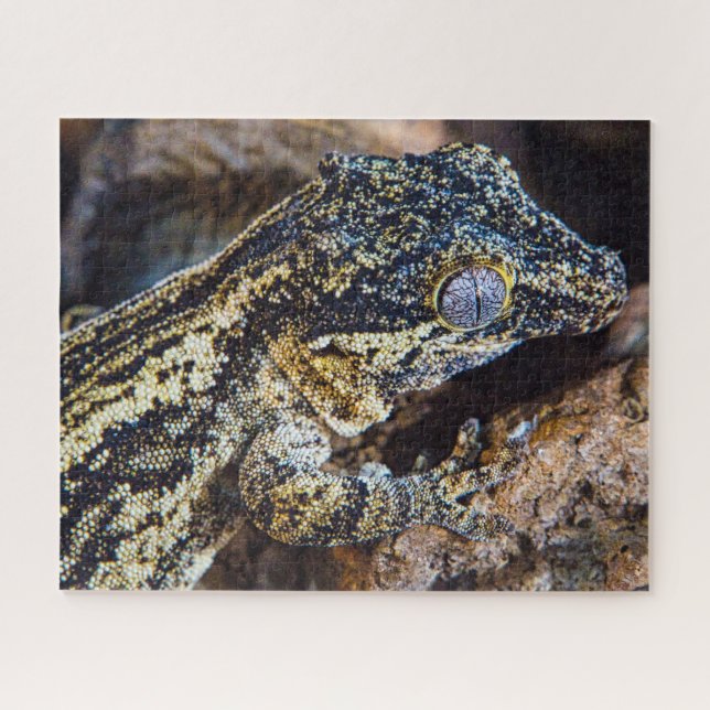 Puzzle Gargoyle Gecko Pet Lizard (Horizontal)