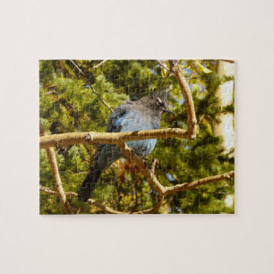 Puzzle Geai de Steller au parc national de Rocky Mountain