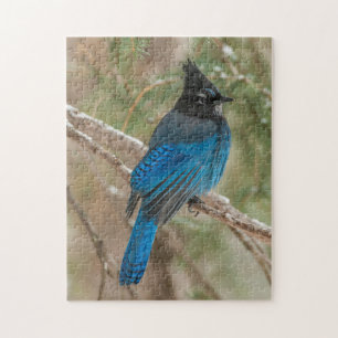 Puzzle Geai de Steller dans un arbre
