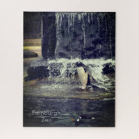 Gentoo Penguin & Friends Edinburgh Zoo Scotland Po