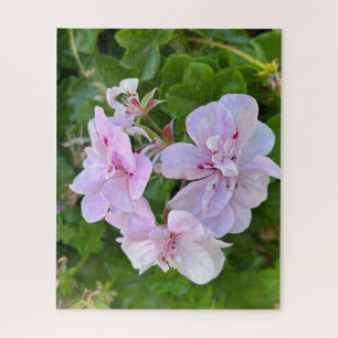 Puzzle Géranium à lierre rose pâle, Oakland