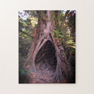 Puzzle Giant Tree, Meditation Cave / Forest at sunset
