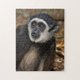 Puzzle Gibbon à mains blanches (Hylobates Lar), Monkeylan
