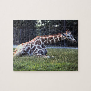 Puzzle Girafe de repos