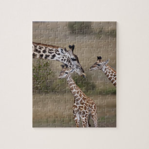 Puzzle Girafe maasai (Giraffe Tippelskirchi)