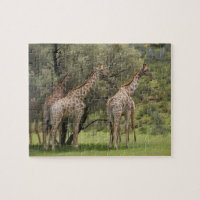 Giraffa, Giraffa camelopardalis, Kgalagadi 2
