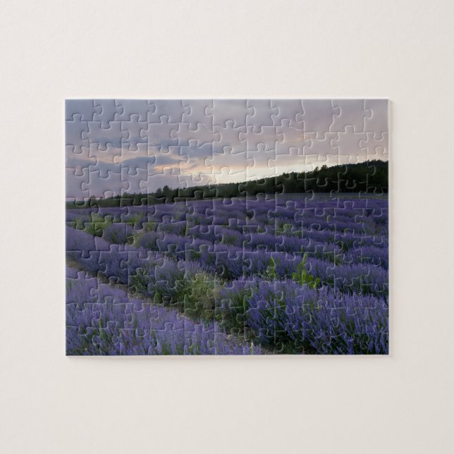 Puzzle Gisement de lavande au coucher du soleil (Horizontal)