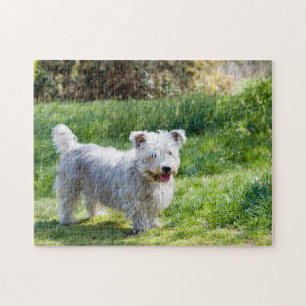 Puzzle Glen of Imaal Terrier chien