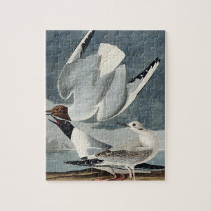 Puzzle Goéland bonapartien des oiseaux d'Amérique