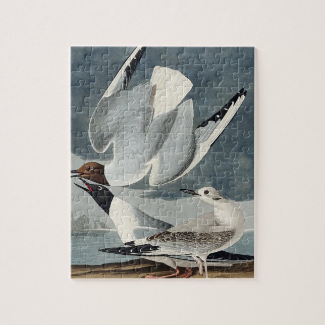 Puzzle Goéland bonapartien des oiseaux d'Amérique (Vertical)