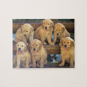 Puzzle Golden Retriever ; est relativement moderne et