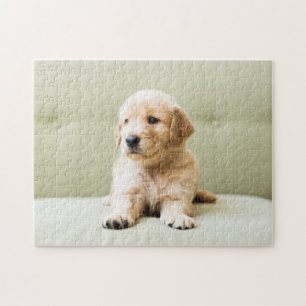 Puzzle Golden Retriever Puppy