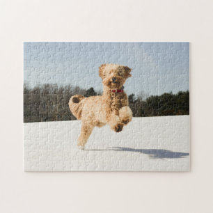 Puzzle Goldendoodle Traversant Le Champ