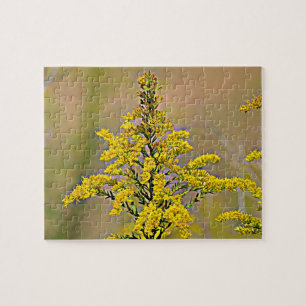 Puzzle Goldenrod du Nebraska