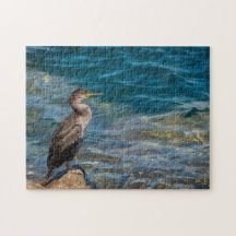 Grand Cormorant Sur Les Rochers