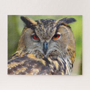 Puzzle Grand-duc - Oiseau de proie.