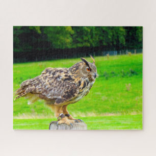 Puzzle Grand-duc - Oiseau de proie.