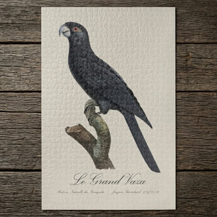 Puzzle Grand Vasa, Coracopsis Vasa Illustration