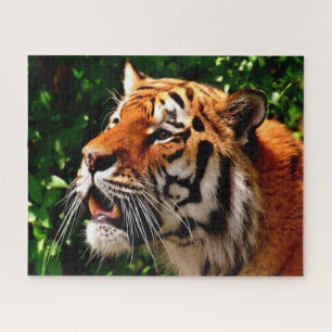 Puzzle Grands chats de tigres