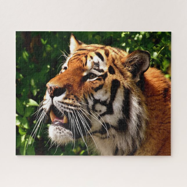 Puzzle Grands chats de tigres (Horizontal)