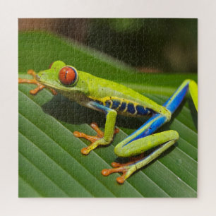 Puzzle Grenouille arboricole colorée