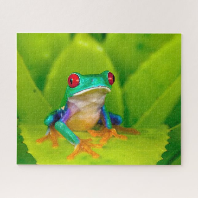 Puzzle Grenouille aux yeux rouges, Costa Rica (Horizontal)