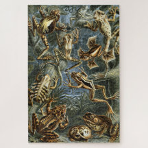 Grenouille et crapaud Ernst Haeckel vintage