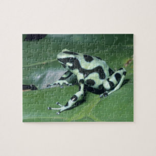 Puzzle Grenouille flèche empoisonnée, (Dendrobates auratu