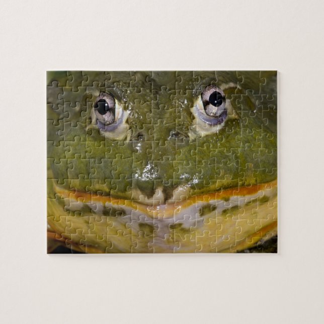Puzzle Grenouille-taureau, Pyxicephalus (Horizontal)