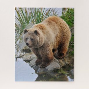 Puzzle Grizzly Oear Wildlife Animal Photographie