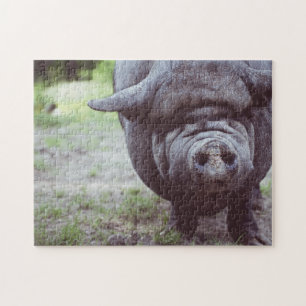 Puzzle Gros cochon noir pour la caméra