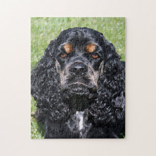 Puzzle Gros plan de Cocker Spaniel