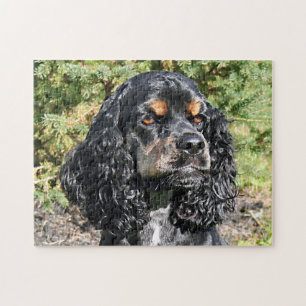 Puzzle Gros plan de Cocker Spaniel 2