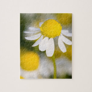 Puzzle Gros plan de la fleur chamomile, Hongrie